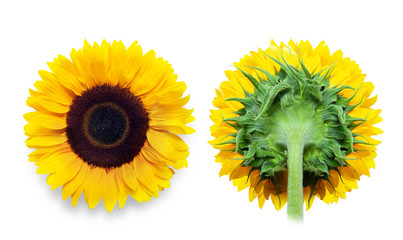 sunflower isolated on white background. front and back view