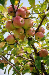 Ripe juicy apple grow on branch against blurred apple tree in garden. Horticulture and agriculture concept.