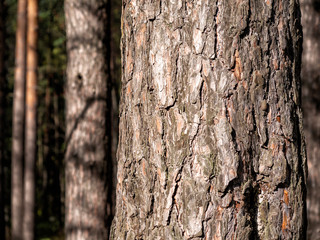 The sun's rays fall beautifully on the trunks of pine trees