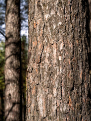 Fototapeta premium Lighting emphasizes the beautiful texture of pine bark