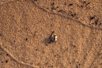 Frog - Tapajós River Amazon Florest
