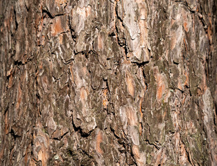 Grungy woody pine bark background