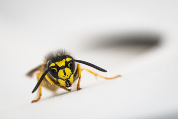 Wespe