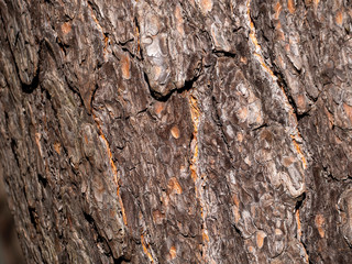 The texture of the pine bark glistens under the bright rays of the sun