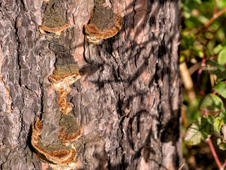 The shadow of the vegetation lies on the pine trunk and tree mushrooms in a pattern