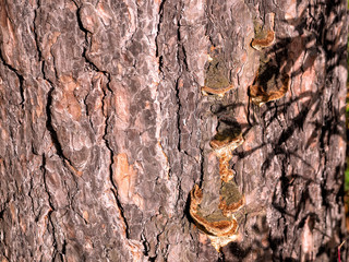 Wood mushrooms grow on the surface of a pine bark lit by the setting sun