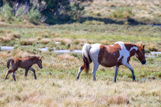 New foal and mare in Chincoteague Ponies herd