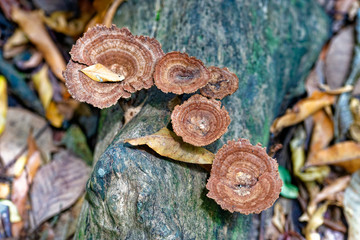 Native mashroom in Amazon Florest