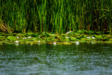 White water lilies on the water surface