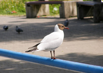 Seagull on railing