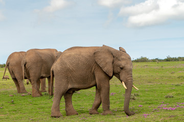 Elephants in Addo National Park, South Africa