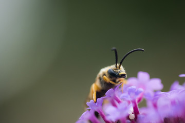 Wildbiene
