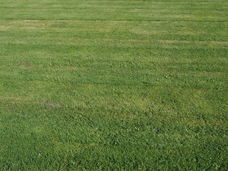green grass texture background
