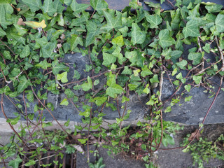 ivy plant on stone