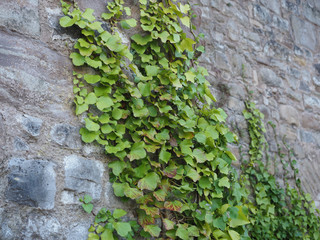 ivy plant on stone