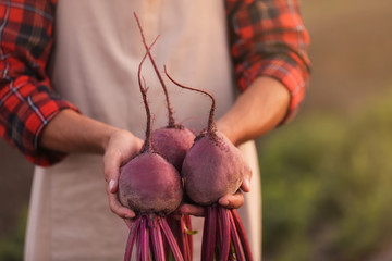 Male farmer with harvest of beetroots in field, closeup