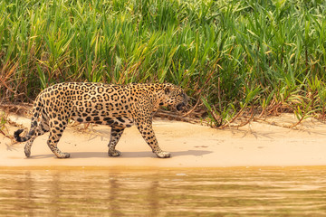 Onça Pintada Pantanal Norte