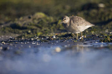A red knot (Calidris canutus) resting and foraging during migration on the beach of Usedom Germany.