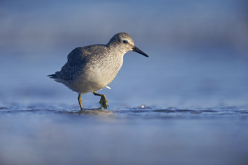 A red knot (Calidris canutus) resting and foraging during migration on the beach of Usedom Germany.