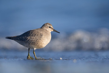 A red knot (Calidris canutus) resting and foraging during migration on the beach of Usedom Germany.