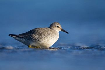 A red knot (Calidris canutus) resting and foraging during migration on the beach of Usedom Germany.