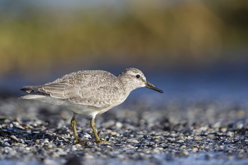 Fototapeta na wymiar A red knot (Calidris canutus) resting and foraging during migration on the beach of Usedom Germany.