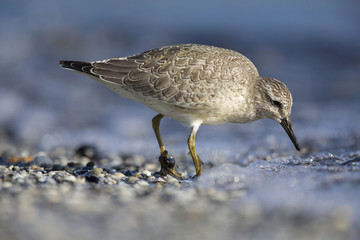 A red knot (Calidris canutus) resting and foraging during migration on the beach of Usedom Germany.