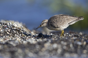 A red knot (Calidris canutus) resting and foraging during migration on the beach of Usedom Germany.