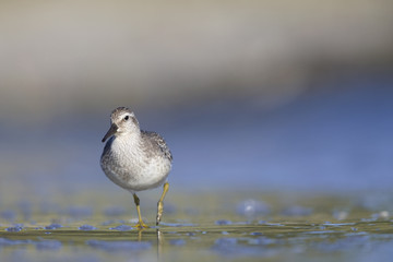 A red knot (Calidris canutus) resting and foraging during migration on the beach of Usedom Germany.