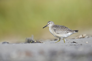 A red knot (Calidris canutus) resting and foraging during migration on the beach of Usedom Germany.