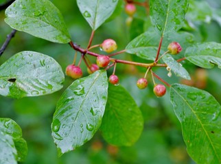 Regennasses Pflanzenblatt mit Frucht