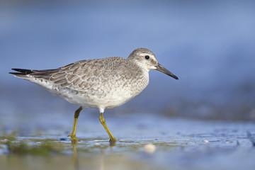 A red knot (Calidris canutus) resting and foraging during migration on the beach of Usedom Germany.