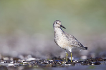 A red knot (Calidris canutus) resting and foraging during migration on the beach of Usedom Germany.