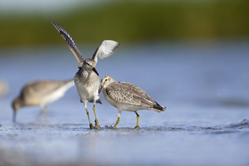 A red knot (Calidris canutus) resting and foraging during migration on the beach of Usedom Germany.