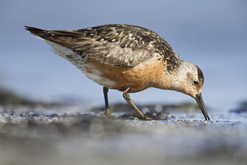 A red knot (Calidris canutus) resting and foraging during migration on the beach of Usedom Germany.