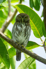 tecolote baje&ntilde;o