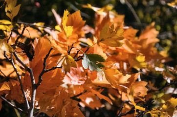 Beautiful yellow and red leaves of maple in the sun on a warm autumn day.