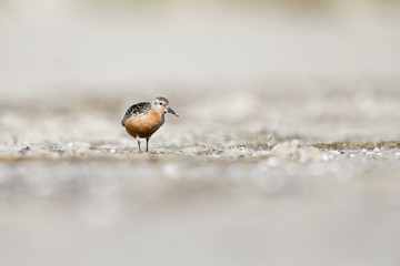 A red knot (Calidris canutus) resting and foraging during migration on the beach of Usedom Germany.
