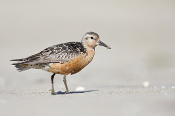 A red knot (Calidris canutus) resting and foraging during migration on the beach of Usedom Germany.