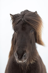 Islandpony im Portrait mit weißen Hintergrund