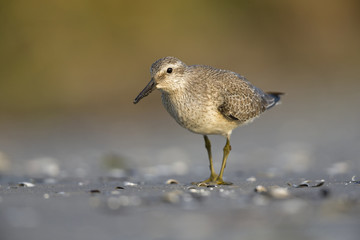 A red knot (Calidris canutus) resting and foraging during migration on the beach of Usedom Germany.