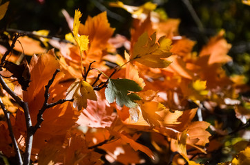 Beautiful yellow and red leaves of maple in the sun on a warm autumn day.