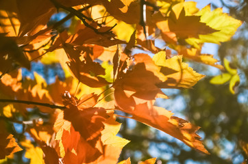 Beautiful yellow and red leaves of maple in the sun on a warm autumn day.