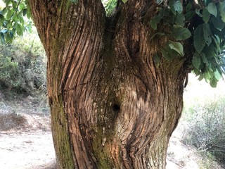 Castaño con agujero