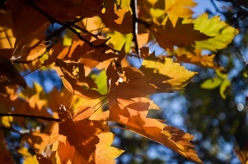 Naklejka na ściany i meble Beautiful yellow and red leaves of maple in the sun on a warm autumn day.