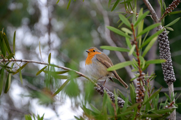  beautiful bright bird robin on a tree branch