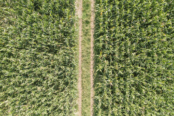 path in the middle of a green wheat field