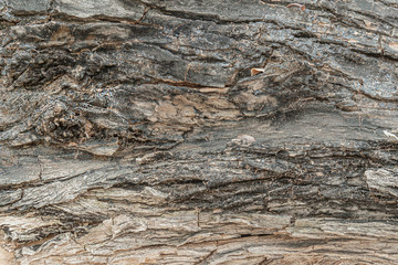 texture background of decayed fallen tree close up