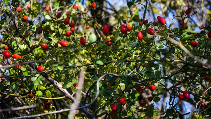 wild rosehip bushes with red berries on a warm sunny autumn day