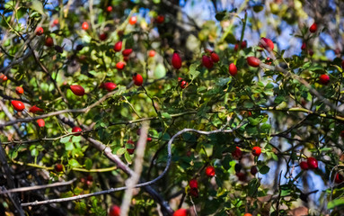 Fototapeta na wymiar wild rosehip bushes with red berries on a warm sunny autumn day